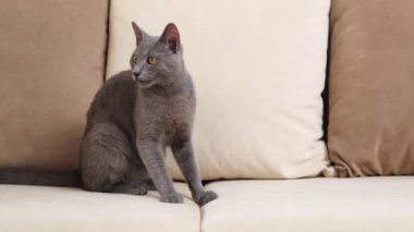 Gri mavi bir Rus kedisi, 6 ay ile 1 yıl arasında yaşlanmış, bir ev ortamında bej bir kanepede rahatça oturuyor. Kendini tımar ederken, ara sıra etrafa bakıyor..