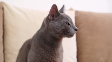 Gri mavi bir Rus kedinin bej bir kanepede keskin bir coşkuyla etrafa bakındığı samimi bir fotoğraf. Kedi ara sıra doğrudan kameraya bakar, derin bakışlarıyla seyircileri büyüler.