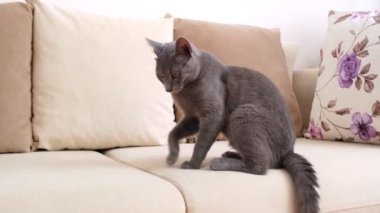 Gri mavi bir Rus kedisi, 6 ay ile 1 yıl arasında yaşlanır, bej bir kanepeye uzanır. Yavru kedi sık sık bakışlarını değiştirir, rahatlama ve köpek karışımı ile çevresini gözlemler.