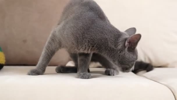 Een Grijze Blauwe Russische Kat Tussen Maanden Een Jaar Oud — Stockvideo