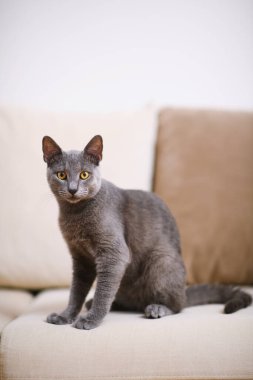 Gri mavi bir Rus kedinin bej bir kanepedeki büyüleyici portresi. Sığ bir tarlanın ortasındaki çarpıcı gözlerine keskin bir odaklanmayla..