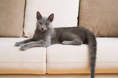 Zarif bir gri mavi Rus kedisi bej bir kanepede rahat bir şekilde yatar, huzurlu bir anda yakalanır..