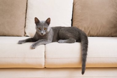 Zarif bir gri mavi Rus kedisi bej bir kanepede rahat bir şekilde yatar, huzurlu bir anda yakalanır..