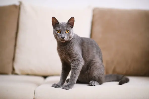 Retrato Cautivador Gato Azul Ruso Gris Sofá Beige Con Enfoque —  Fotos de Stock