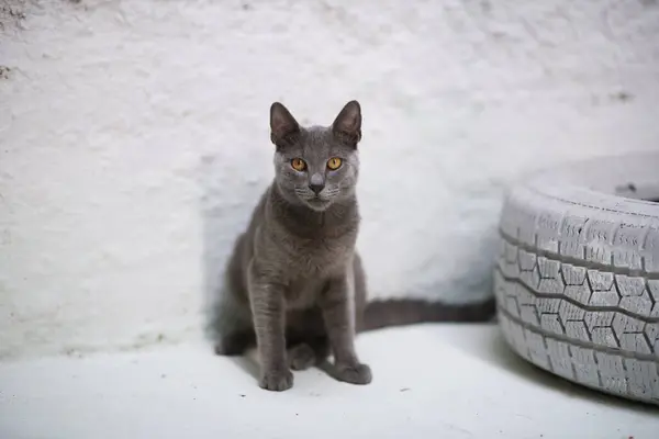 Vedle Ozdobného Bíle Natřeného Automobilu Sedí Vyčkávající Ruská Modrá Kočka — Stock fotografie