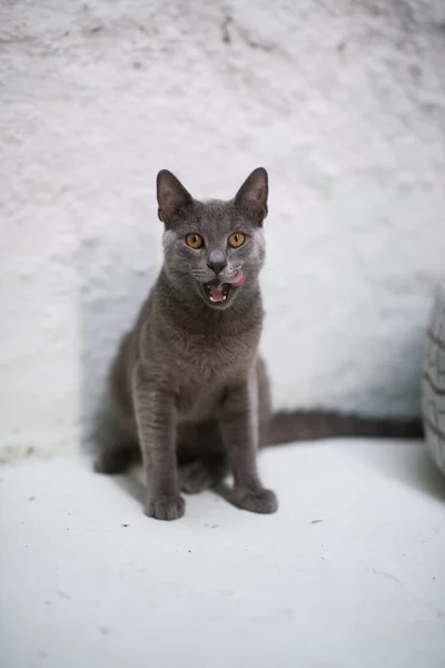 A poised Russian Blue cat sits next to a decorative white-painted car tire, capturing our attention with its direct gaze against a pure white backdrop