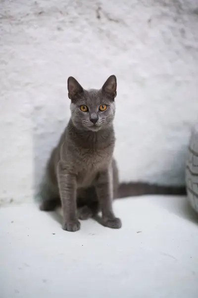 Een Poise Russische Blauwe Kat Zit Naast Een Decoratieve Wit — Stockfoto
