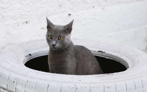Russian Blue Cat Sits Perfectly Centered Decorative White Painted Car — Stock Photo, Image