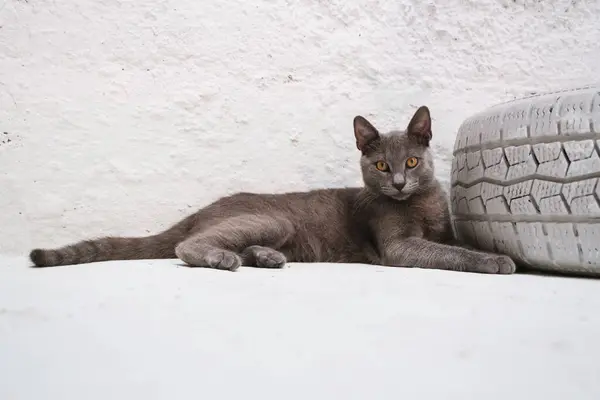 Egy Káprázatos Kék Orosz Macska Fekszik Egy Dekoratív Fehér Festett — Stock Fotó