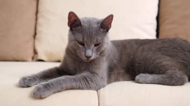 Gri mavi bir Rus kedisi, 6 ay ile 1 yıl arasında yaşlanır, bej bir kanepeye uzanır. Yavru kedi sık sık bakışlarını değiştirir, rahatlama ve köpek karışımı ile çevresini gözlemler.