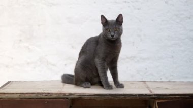 Beyaz bir duvar zeminine karşı masaya yerleştirilmiş gri mavi bir Rus kedisinin büyüleyici videosu. Kedi etrafa bakınırken merak sergiliyor, zaman zaman yukarı bakıyor, hepsi kuyruğunu sallarken.