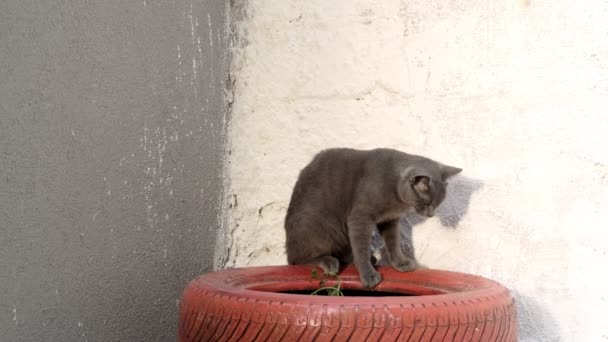 灰色の青いロシアの猫は 鮮やかな赤い塗装された装飾的なタイヤのトリートメントを楽しんでおり しばしば白い壁の背景に対して周囲を調査するのに苦労しています — ストック動画