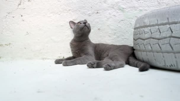 Szary Niebieski Rosyjski Kot Leży Ciekawie Rozglądając Się Obok Białej — Wideo stockowe