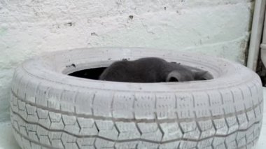 Gri Mavi Rus kedisi beyaz boyalı dekoratif bir lastiğin içinde yaramazca oynar, sonra da dışarı atlar. Beyaz bir arkaplana yaslan