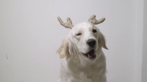 Female Golden Retriever Adorned Handmade Decorative Reindeer Antlers Set White — Stock Video