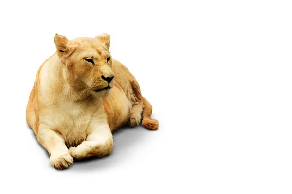 Leão Fêmea Adulto Encontra Graciosamente Seu Olhar Calmo Postura Relaxada — Fotografia de Stock
