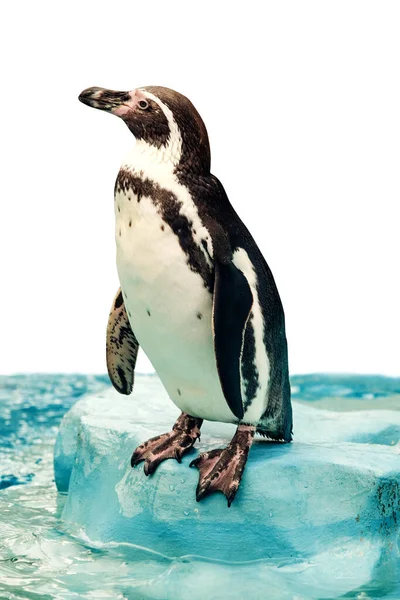 孤独なペンギンは氷の上に立っています その透明な背景に対して黒と白いプルメッジは その氷の世界で穏やかな瞬間 — ストック写真