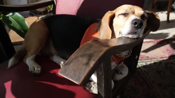 Close Video Beagle Sleeping Peacefully Couch Bathed Sunlight — Stock Video