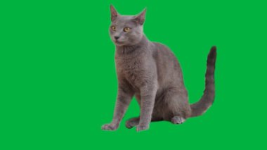 Rus Mavisi bir kedi yavrusu yeşil bir arka planda dinleniyor ve damatlık yapıyor. Gözleri merakla fırlıyor.