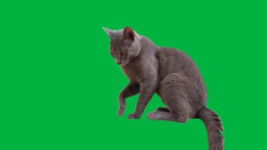 Rus Mavisi bir kedi yavrusu yeşil bir arka planda dinleniyor ve damatlık yapıyor. Gözleri merakla fırlıyor.