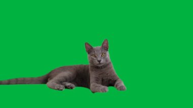 Rus Mavisi bir kedi yavrusu yeşil bir arka planda dinleniyor ve damatlık yapıyor. Gözleri merakla fırlıyor.