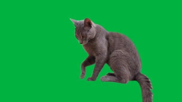 ロシアの青い子猫は緑色の背景にラウンジとグリーン 好奇心旺盛な目を引く — ストック動画