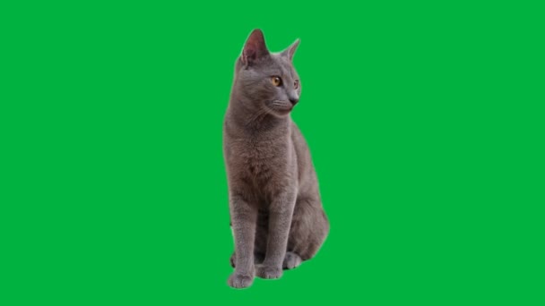 Ung Rysk Blå Katt Med Slående Gula Ögon Blickar Runt — Stockvideo