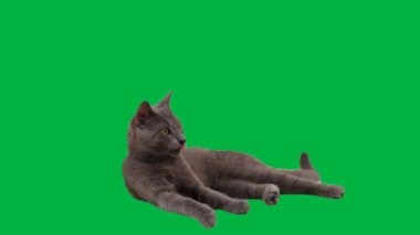 Rus Mavisi bir kedi yavrusu yeşil bir arka planda dinleniyor ve damatlık yapıyor. Gözleri merakla fırlıyor.
