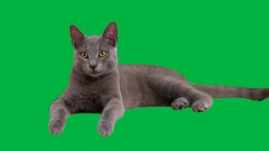 Rus Mavisi bir kedi yavrusu yeşil bir arka planda dinleniyor ve damatlık yapıyor. Gözleri merakla fırlıyor.