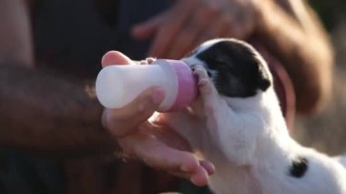 Yeni doğmuş bir tilki teriyerinin yakın plan videosu. Nazikçe şişeyle besleniyor. Nazik bir bakım ve beslenme anı gösteriyor.