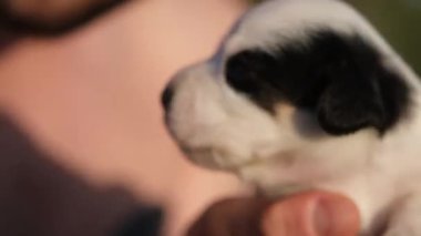 Bir tilki teriyeri köpek yavrusu, açık mavi gökyüzüne karşı nazikçe ellerinin arasındaydı. Video, yavrunun narin özelliklerini ve dingin bir arka planın sakinliğini yakalıyor.