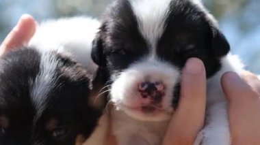 İki teriyer köpek yavrusu nazikçe el ele tutuşup sevimli yüzlerini göstererek birbirlerine yakınlaşırlar. Video onların masumiyetini ve insan dokunuşunun sıcaklığını yakalıyor.