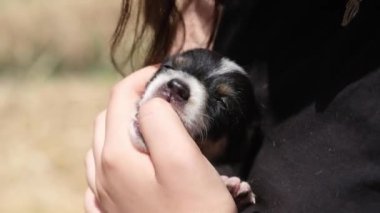 Tilki teriyeri köpek yavrusu, şişeyle beslenme sırasının gelmesini beklerken bir insanın parmağını neşeyle emiyor. Yavru köpeğin sabırsızlığını ve masumiyetini yakaladığı an