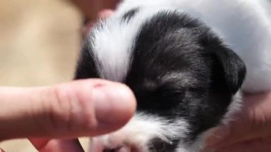 Tilki teriyeri köpek yavrusu, şişeyle beslenme sırasının gelmesini beklerken bir insanın parmağını neşeyle emiyor. Yavru köpeğin sabırsızlığını ve masumiyetini yakaladığı an