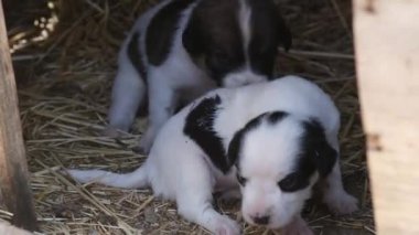 İki tilki teriyeri saman dolu bir barınakta keşif yapıyor ve oyun oynuyorlar. Meraklı ve eğlenceli doğaları, birbirleriyle etkileşim kurduklarında açıkça görülür.