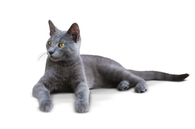 Şeffaf bir arka planda soyutlanmış, yerde yatan bir Rus Mavi kedisi.