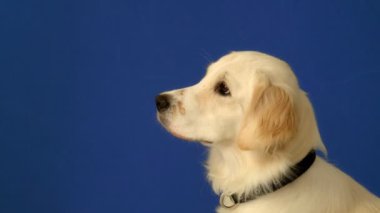 Mavi arka planda oturan neşeli bir dişi Golden Retriever ara sıra kameraya meraklı ve mutlu bir ifadeyle bakıyor.