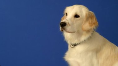Mavi arka planda oturan neşeli bir dişi Golden Retriever ara sıra kameraya meraklı ve mutlu bir ifadeyle bakıyor.