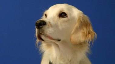 Mavi arka planda oturan neşeli bir dişi Golden Retriever ara sıra kameraya meraklı ve mutlu bir ifadeyle bakıyor.