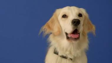 Mavi arka planda oturan neşeli bir dişi Golden Retriever ara sıra kameraya meraklı ve mutlu bir ifadeyle bakıyor.