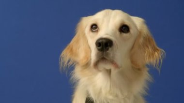 Mavi arka planda oturan neşeli bir dişi Golden Retriever ara sıra kameraya meraklı ve mutlu bir ifadeyle bakıyor.