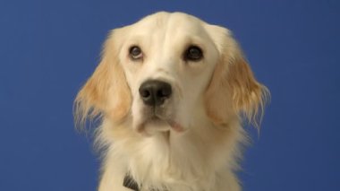Mavi arka planda oturan neşeli bir dişi Golden Retriever ara sıra kameraya meraklı ve mutlu bir ifadeyle bakıyor.