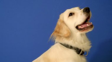 Mavi arka planda oturan neşeli bir dişi Golden Retriever ara sıra kameraya meraklı ve mutlu bir ifadeyle bakıyor.