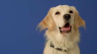 Mavi arka planda oturan neşeli bir dişi Golden Retriever ara sıra kameraya meraklı ve mutlu bir ifadeyle bakıyor.