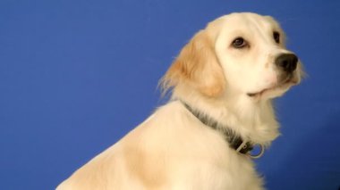 Mavi arka planda oturan neşeli bir dişi Golden Retriever ara sıra kameraya meraklı ve mutlu bir ifadeyle bakıyor.