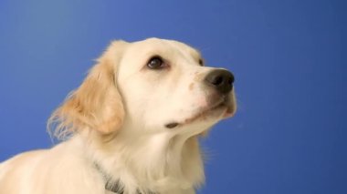 Dişi bir Golden Retriever etrafına bakar ve mavi bir arka plana karşı ağır çekimde havlar, meraklı ve eğlenceli davranışlarını yakalar.