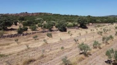 Bir dron, bir korulukta zeytin ağaçlarının arasında uçar, yönünü kaybeder ve bir çarpışmadan sonra dallarda sıkışıp kalır, tüm aksiliği gerçek zamanlı olarak yakalar.