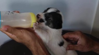 Bir tilki teriyerinin beyaz arka planda bir adam tarafından şişelendiği yakın plan videosu hassas bir bakım ve beslenme anını yakalıyor.