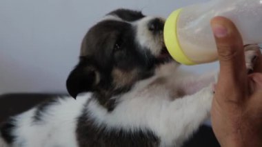Bir tilki teriyerinin beyaz arka planda bir adam tarafından şişelendiği yakın plan videosu hassas bir bakım ve beslenme anını yakalıyor.