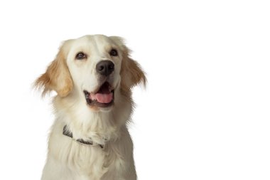 Beyaz arka planda oturan mutlu bir dişi Golden Retriever 'ın yakın plan portresi, neşeli ifadesini ve yumuşak altın kürkünü gösteriyor.